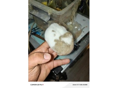 Yumuşacık dişi 2 adet çok sevimli ele alışık hamster