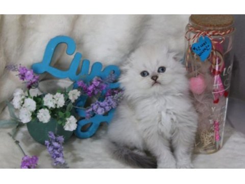 British shorthair ve scottish fold bebeklerim