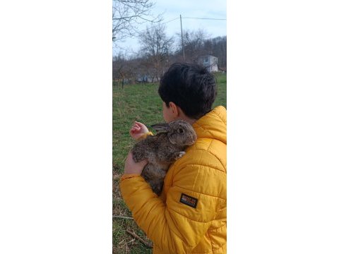 Tavşan yavrusu 1 aylık