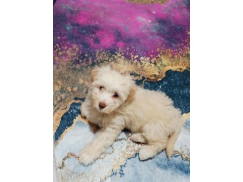 3 aylık safkan maltese terrier