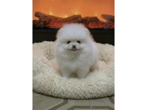 Kar beyaz üst kalite pomeranian boo teddy bear yavrularım