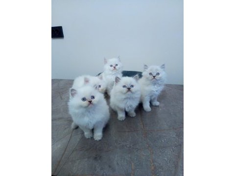 Minik british longhair yavrularımıza yuva arıyoruz