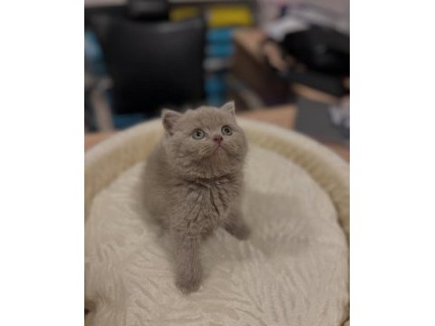 British shorthair ve longhair yavrular