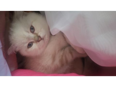 Scottish fold dişi