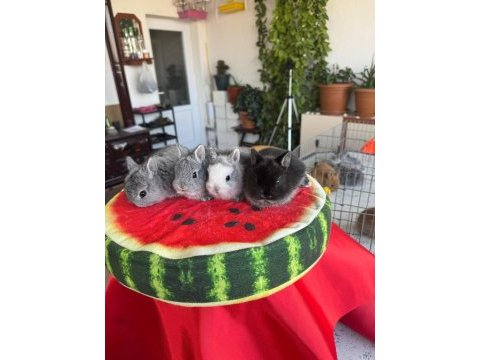 Cüce ve lop ırkı tavşan