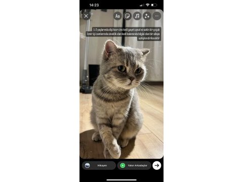 Scottish dişi kedi kısır 1 yaşında