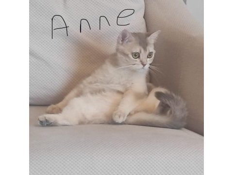 Ödüllü british shorthair yavru kediler
