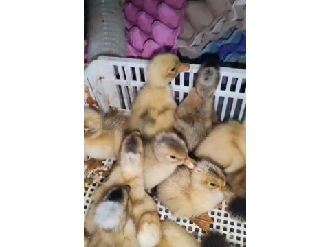 Yavru ördek köy civcivi mevcuttur