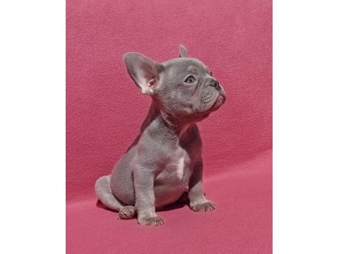 Ankara french bulldog