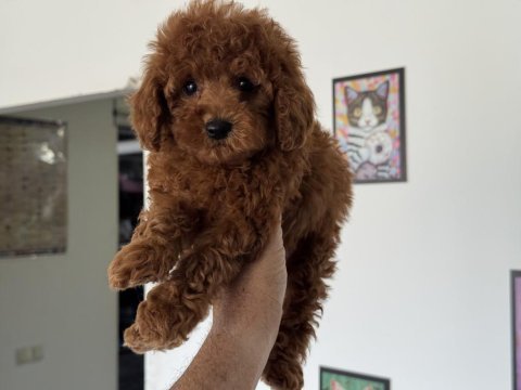 Petmode köpek çiftliğinde ziyarete açık toy poodle