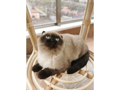 Tertemiz uysal safkan scottish fold blue point shorthair