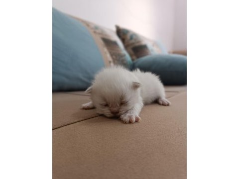 Safkan blue point 30 günlük beyaz british shorthair
