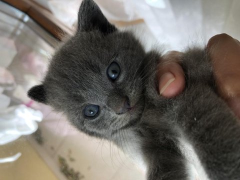 Münnoşlar scottish fold