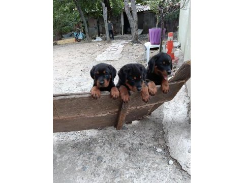 Koca kafa rottweiler köpekler