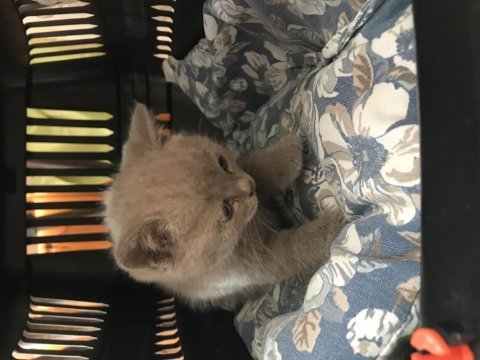 1.5 aylık british shorthair