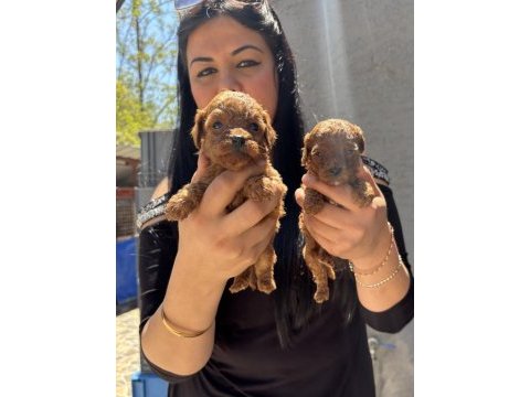 Red brown kilo garantili toy poodle yavrularım