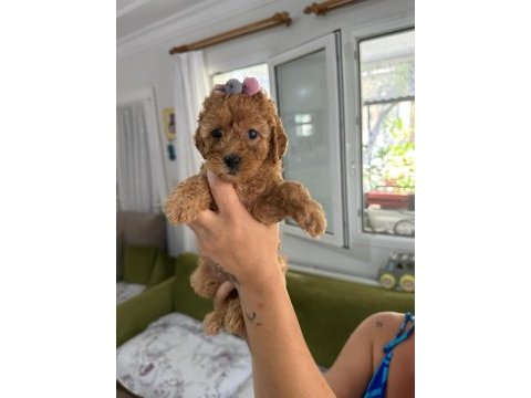Toy poodle safkan bebeklerimiz