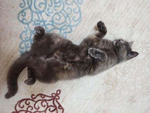 British shorthair miya kedimize ev arıyoruz
