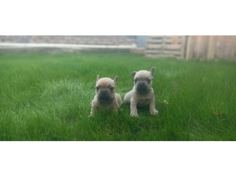 French bulldog yavrularımız