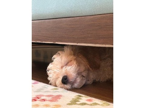 2 aylık erkek maltipoo