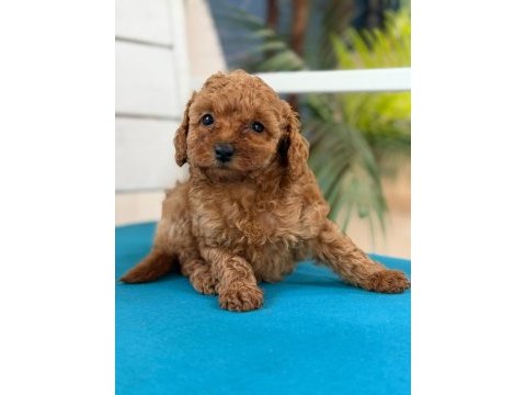 Fotoğraftan daha güzel poodle yavrular