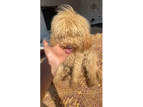 Koyu apricot dişi poodle 15 aylık