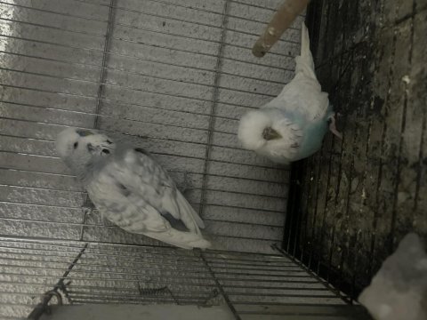 Hazır jumbo muhabbet kuşu takımlar