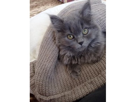 British longhair