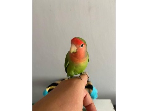 Ele alışkın sağlıklı cennet sevda papağanı