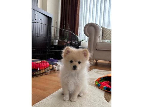 2 aylık erkek yavru pomeranian sahiplendirilecektir