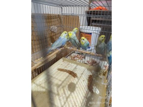 Damızlık rainbow muhabbet çiftler