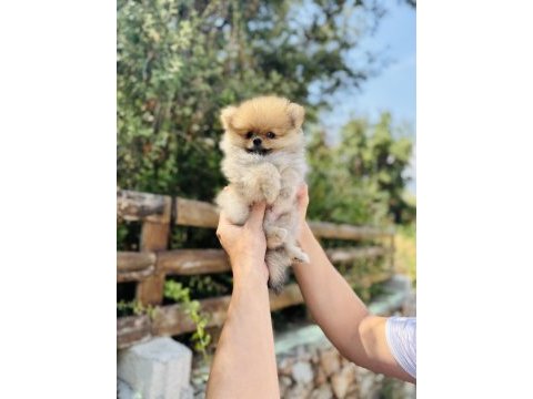 Irk ve sağlık garantili pomeranian bebekler