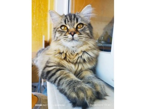 British longhair bambam