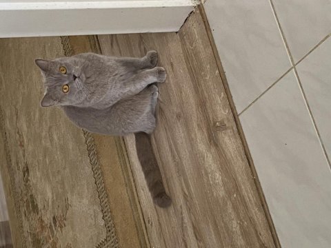 British shorthair antalya