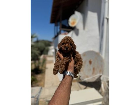 Toy poodle yavrularımız