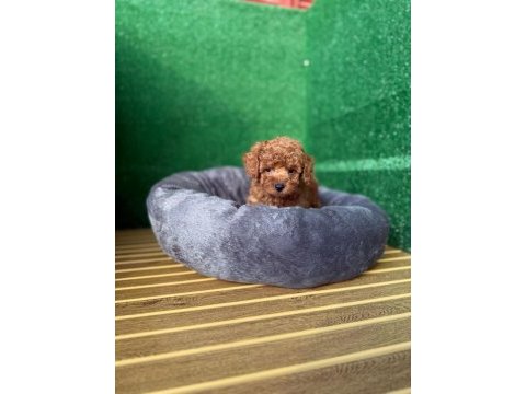 Toy poodle yavruları