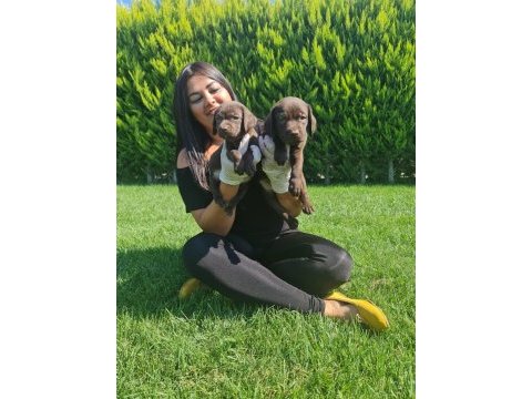 Çikolata labrador yavrularım
