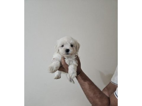 Sıfır numara maltese bebekler