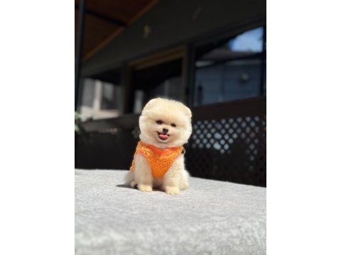 Teacüp pomeranian boo yavrumuz 