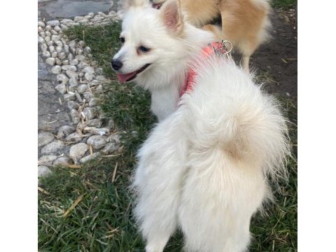 İki yaşında dişi spitz