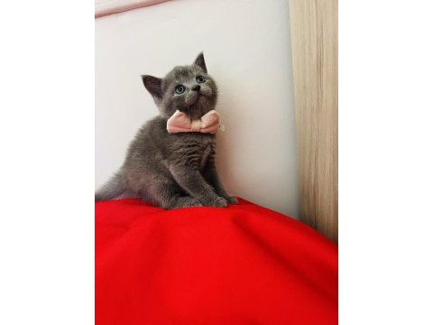 Kaliteli british shorthair yavru