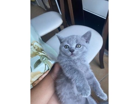 Scottish fold ve british shorthair yavrular