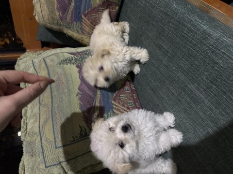 1 dişi ve 1 erkek maltese terrier 3 aylık safkan