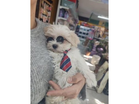 Üst düzey maltipoo bebeklerimiz hazır