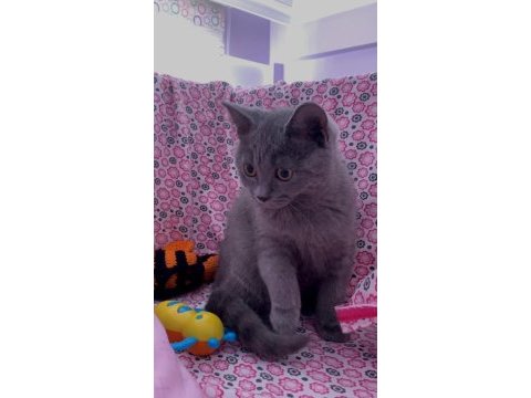 British shorthair 3 aylık sahibinden