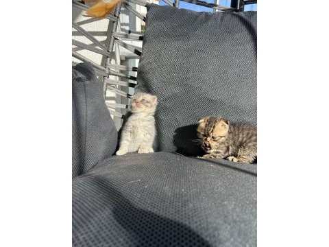 Dişi erkek scottish fold