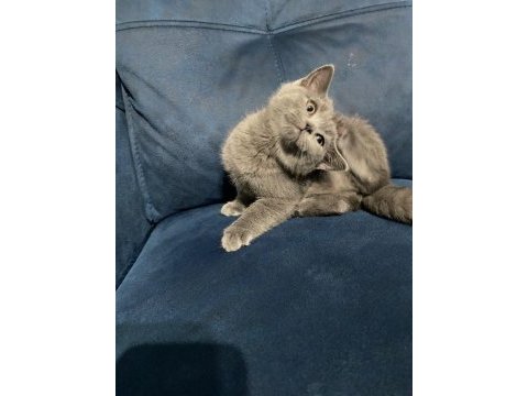 Safkan british shorthair