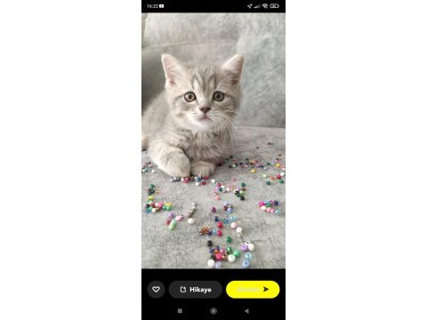 British shorthair 60 günlük erkek