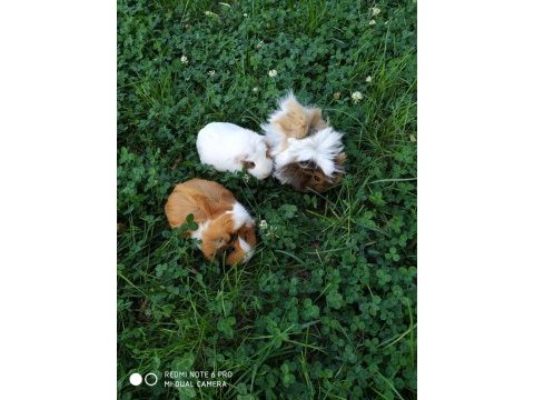 Guinepigler