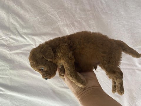 Toy poodle ırk ve sağlık garantili